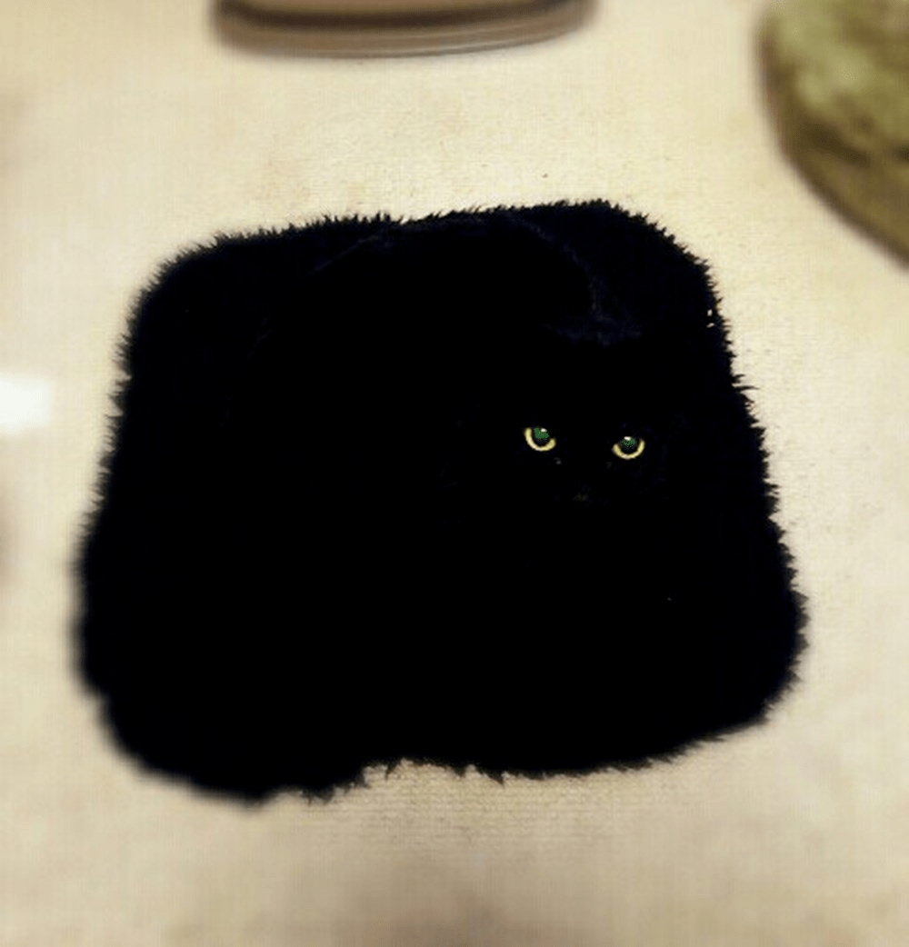 宠物猫狗隐身瞬间,隐蔽技能满分,铲屎官:我赌你找不出我家主子