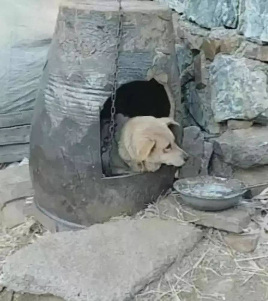 农村狗窝就是有些不蔽风雨那是你没有看过这些