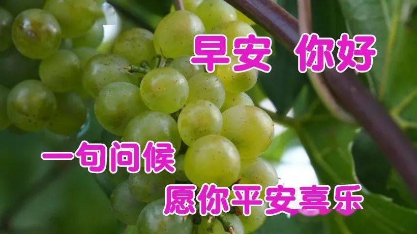 早上好問候朋友的暖心祝福短信微信早上好動態圖片大全溫馨