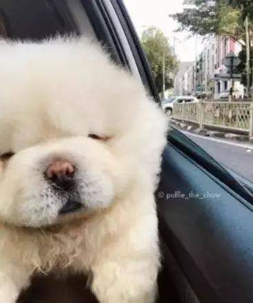 小松獅突然倒地，身體還不停的抽搐，主人仔細一看卻笑噴了！ 萌趣萌寵 第2张
