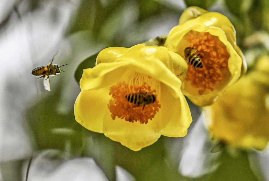 送你一朵小金花