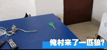 邊牧因救了全家上了新聞，而同時上新聞的還有隻沙雕二哈！ 萌趣萌寵 第6张