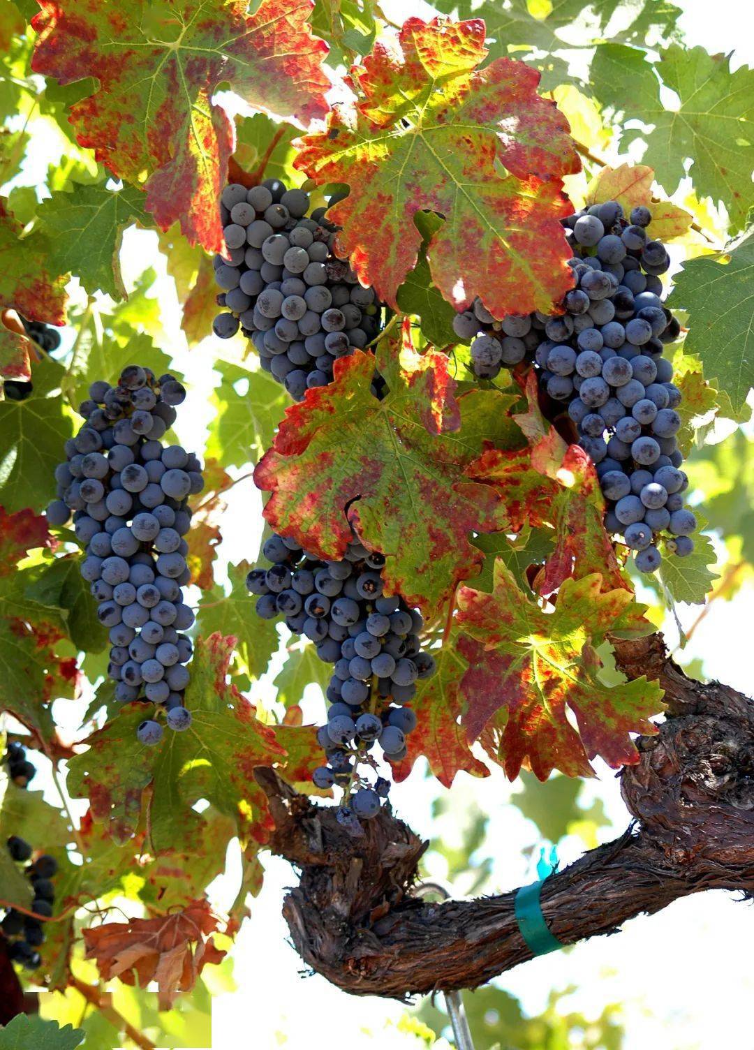 仙粉黛仙粉黛(zinfandel)第一个在产区大规模商业种植的葡萄品种,以其