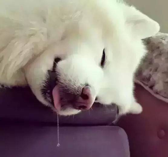 養了薩摩之後的生活，就是一部血淚史 萌趣萌寵 第16张