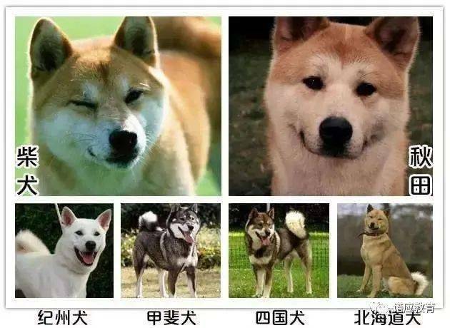 其实日本不止 忠犬八公 哟 柴犬