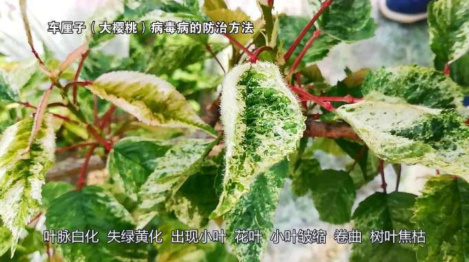 车厘子叶片发皱长像怪病毒病害在捣乱三条预防措施要记牢