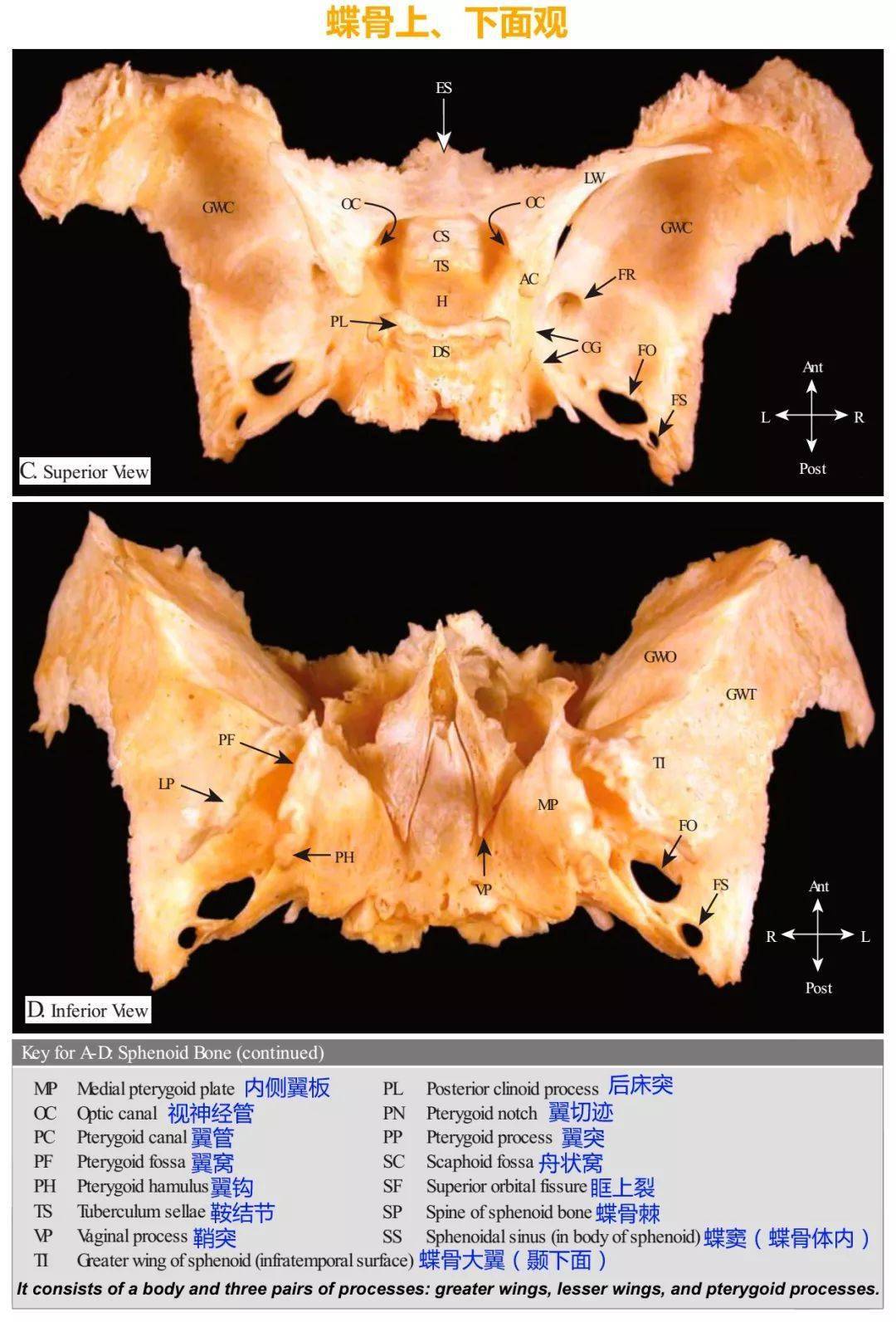 蝶骨:筛骨:额骨(frontal bone:主要脑颅骨分别展示:颅底肌肉附着点