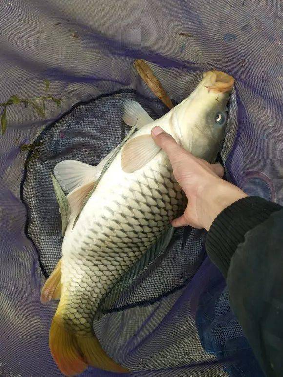 都说冬钓要选晴天,想要有好的鱼获需要3点_鱼口