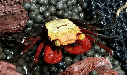 吸血鬼蟹红恶魔蟹