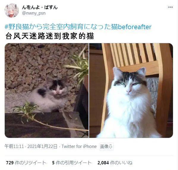 從流浪貓到喵主子……這變化到底有多大？ 萌趣萌寵 第10张