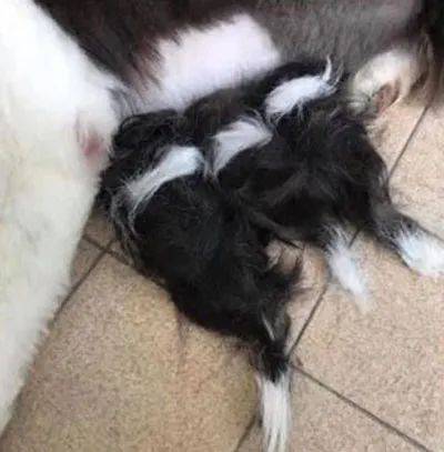 邊境牧羊犬剃完毛竟然生出11隻寶寶，網友看後笑翻，想領養一隻！ 萌趣萌寵 第4张