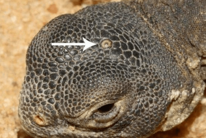 人为什么没长第三只眼?_人类