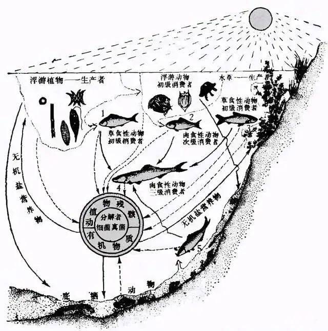 (水生态系统示意图)鱼是水生食物链的最高级,在水体内利用藻类为浮游