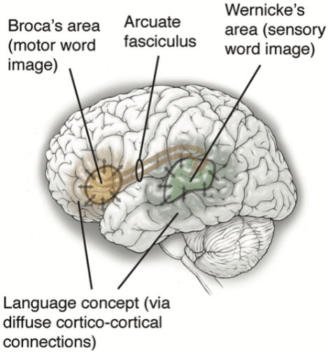 的wernicke区,分别负责言语运动和言语感觉,两者之间由弓状束(arcuate