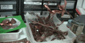 a7ef92f5c23e4ad19602f671d37610b5.gif