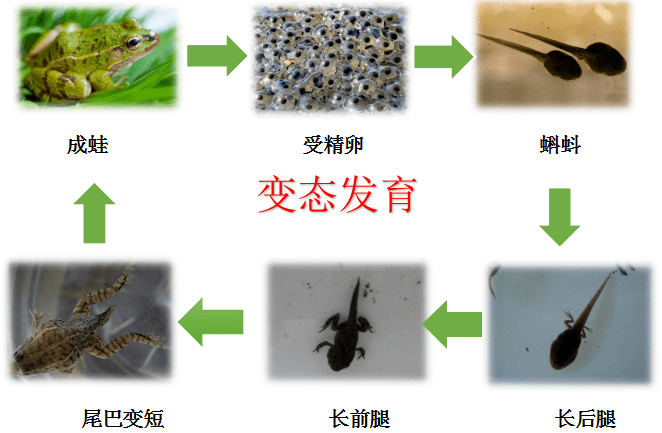 卵一般产于水中,孵化成蝌蚪,用腮呼吸,经历变态发育,成蛙基本无尾而具