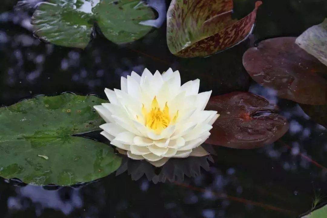 菩提本无树明镜亦非台佛教十大经典人生感悟