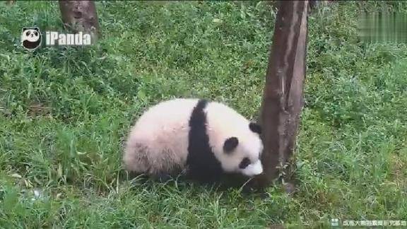 熊猫奇一甩头摇尾巴把自己当成狗就是个小戏精