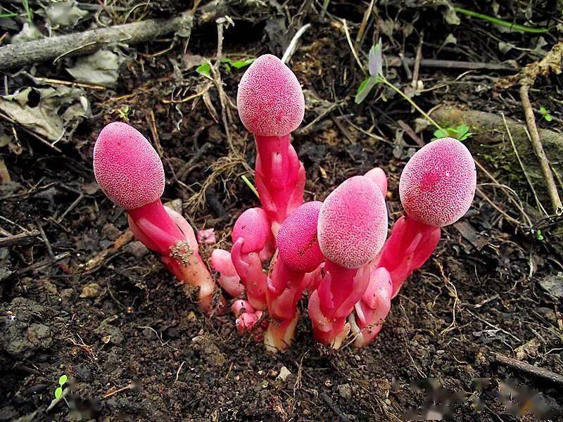 植物中也有吸血鬼