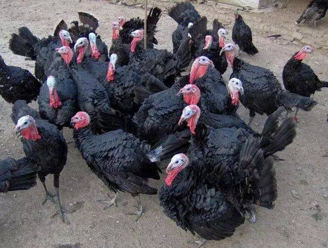 农村养殖:农民不出门打工,在家养殖来自法国的它,年赚四十多万_火鸡