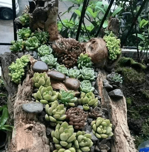 破缸瓦罐老石头,养盆景太美了吧!