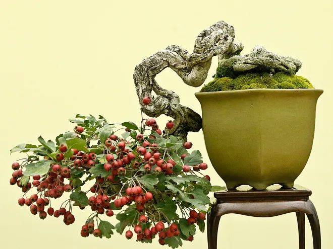 国外盆景作品欣赏