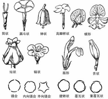 花各部位的简笔画 花各部位的简笔画画法