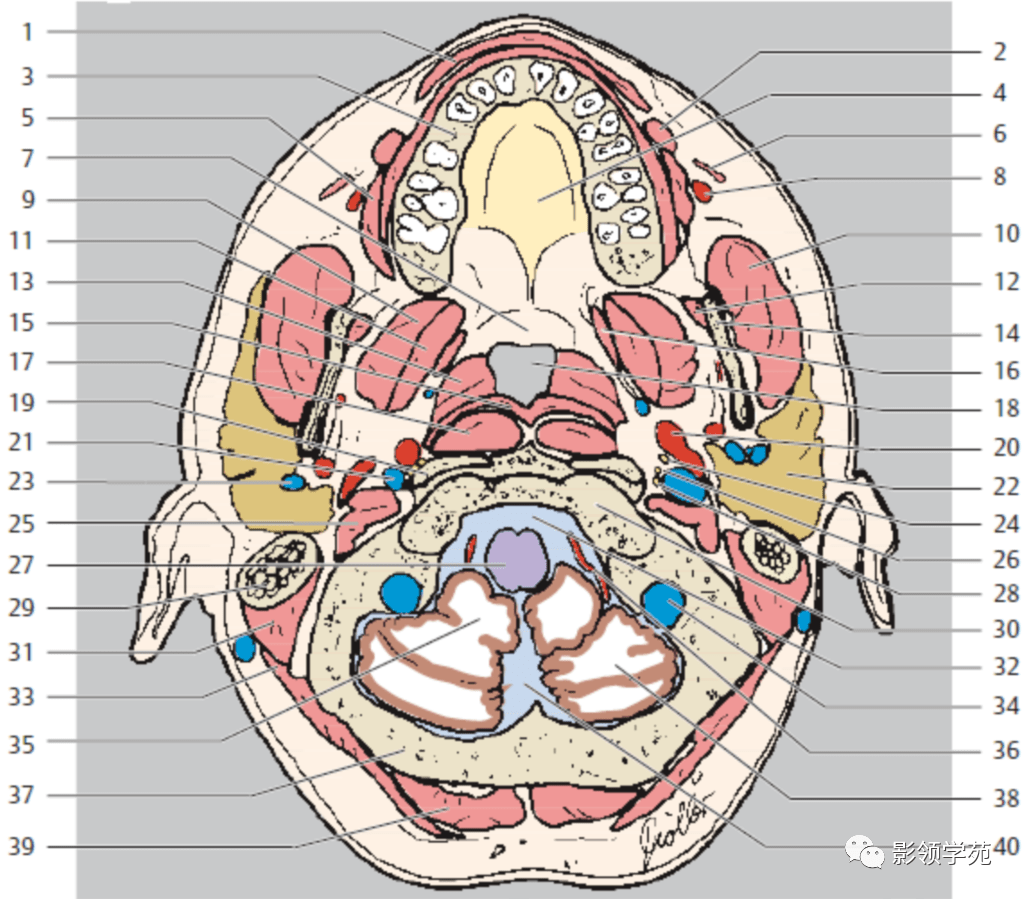 正常鼻咽部断层解剖图图片