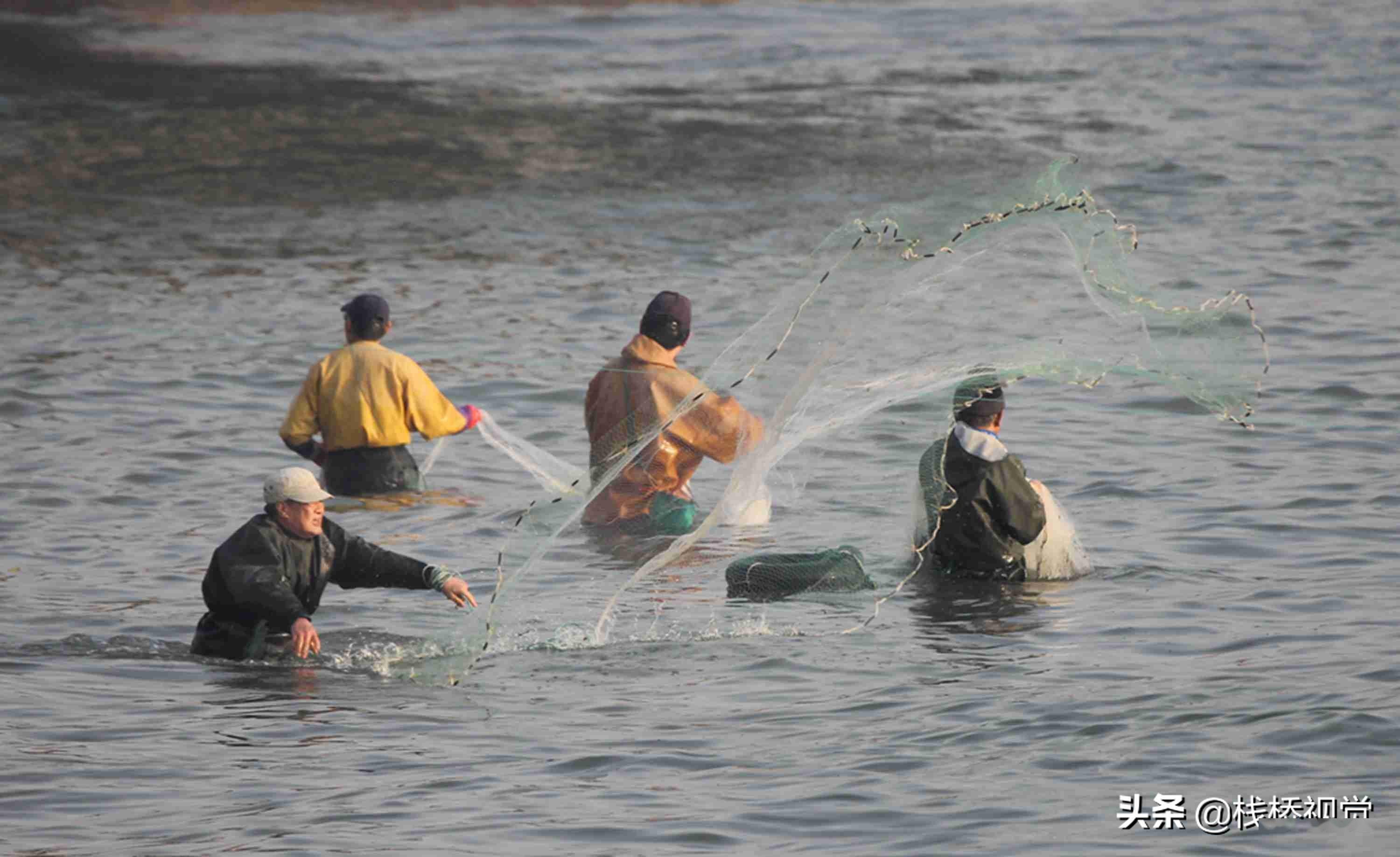 青島前海迎魚汛,五四廣場下海撒網捕魚引圍觀_市民