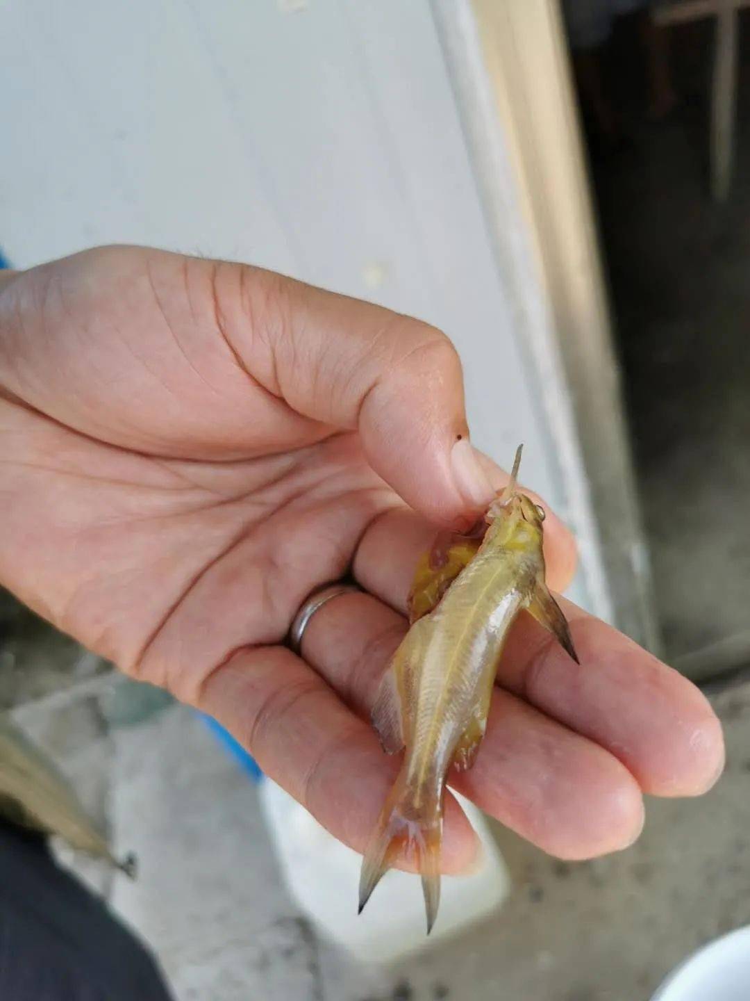 如何解决黄颡鱼"香蕉黄","发黑"等体色异常现象?