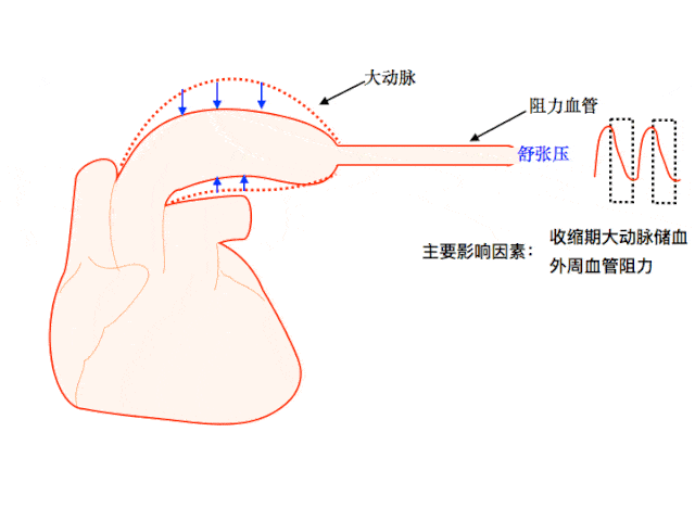 还直接决定着舒张压和平均压的水平,在一定程度上反映心脏泵血功能和
