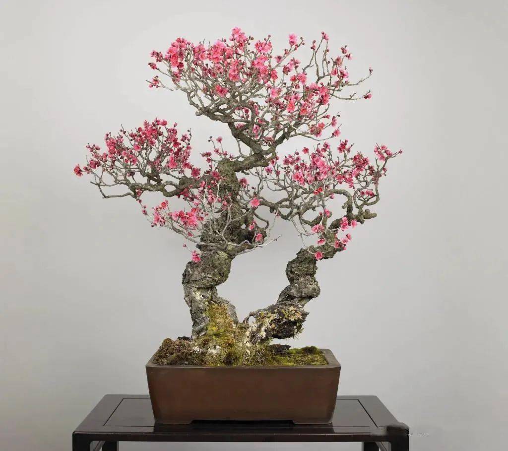 极品梅花盆景200款,绝对值得一看!