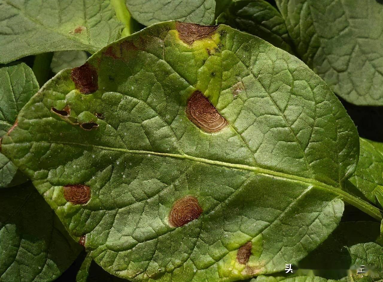 蔬菜病害判断及用药方法大全!高清图片 建议收藏