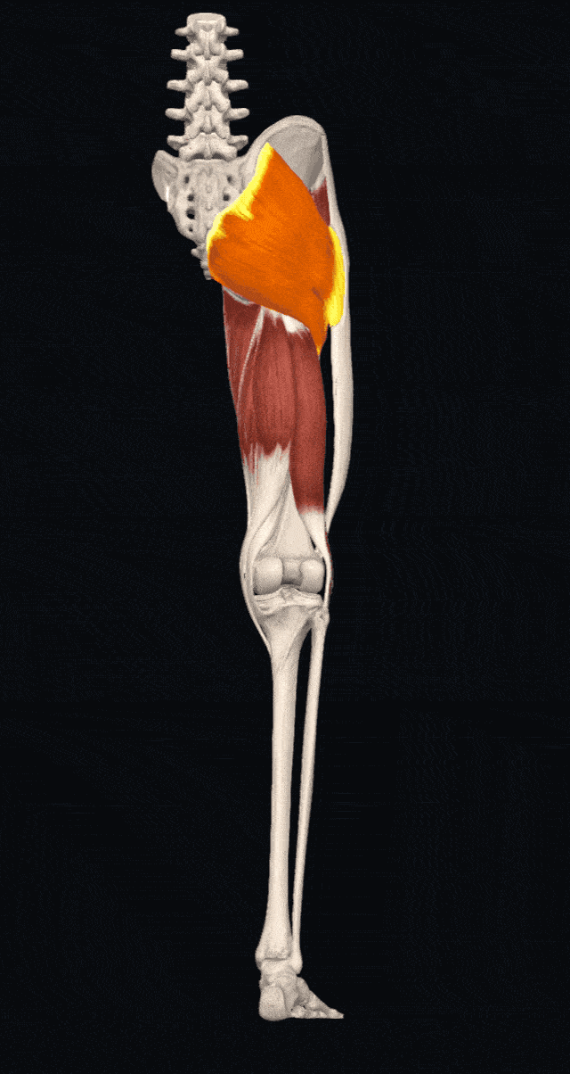 臀大肌伸髋功能展示;——梨状肌,主要是外展外旋肌肉,即髋关节的旋转