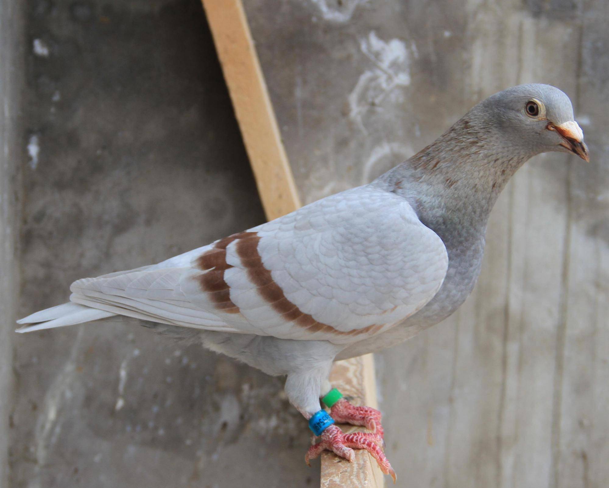 红色鸽子的使用需要注意一些细节