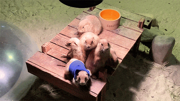 600_338gif 动态图 动图