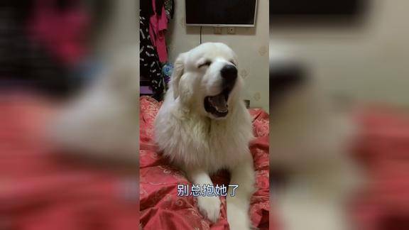 狗狗这叫声真是