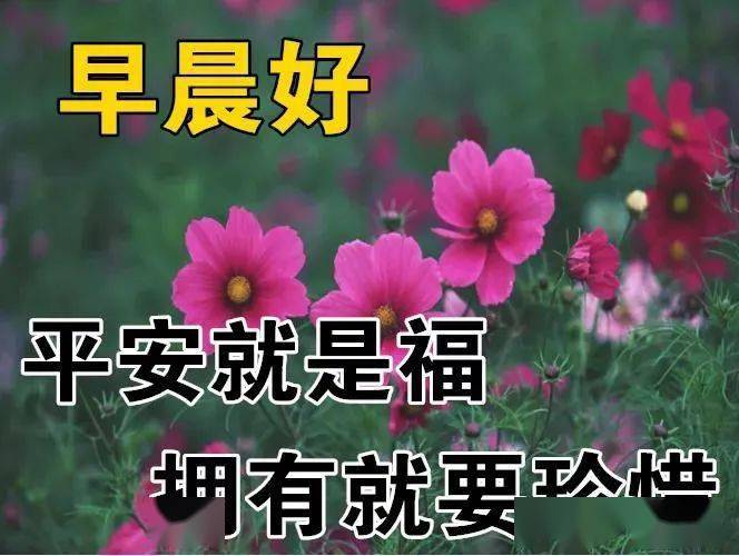 2021冬日早安問候祝福動態圖片鮮花帶字特別漂亮早上好鮮花圖片帶字帶