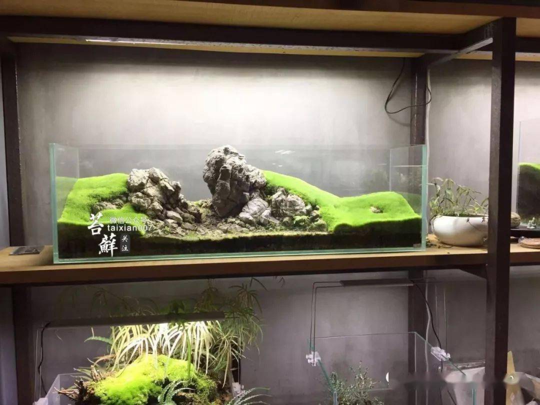 看看这位高手是怎么把青苔养得如此极品的!_苔藓