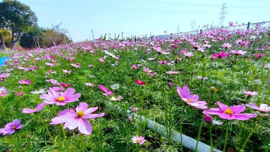 开平城区大片粉色花海刷爆朋友圈春节这些打卡点藏不住