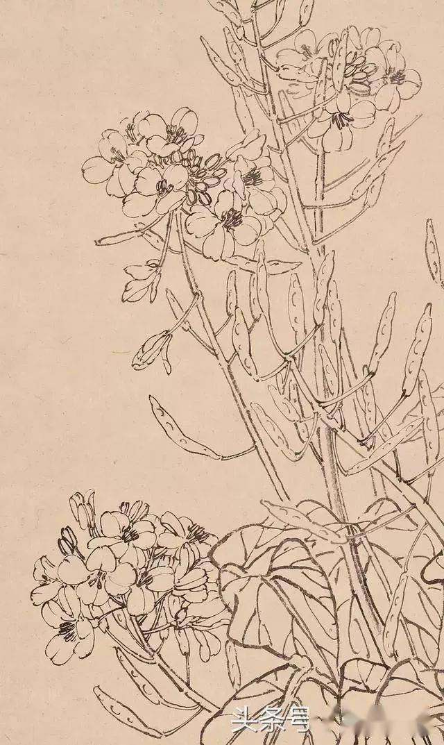 ▼菜花▼红柿▼林木▼秋蔬▼藤花▼玉米▼牡丹▼叶▼杆张铨果蔬白描图