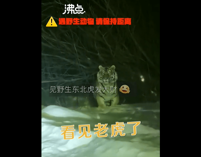 女子下班途中偶遇东北虎（图）