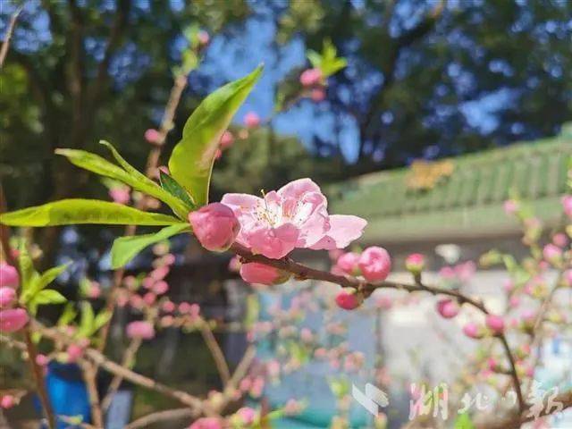 武汉植物园花式迎春节，属牛市民可免费入园