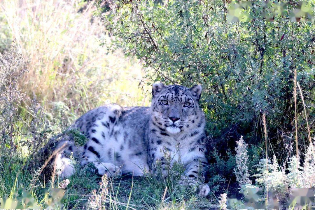 网传门头沟王平村落坡岭发现豹子看看专家怎么说