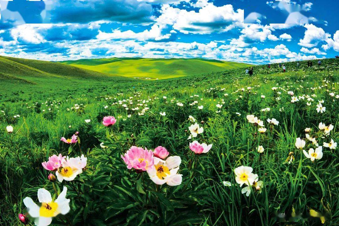 立春| 待北疆陌上花开,唤君缓缓归矣!_草原