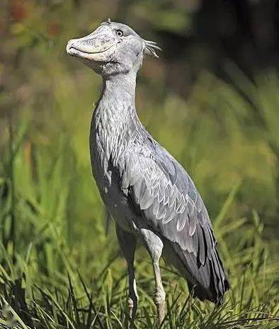 全球十大最怪异的动物科学都解释不了