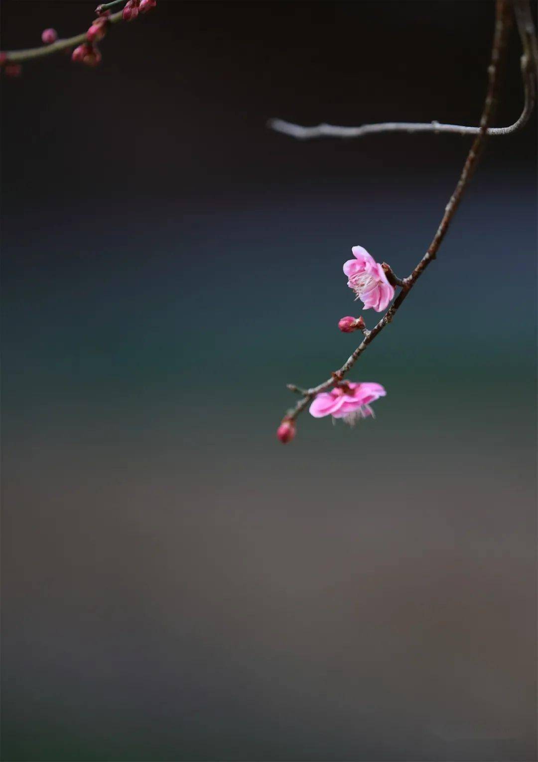 开化红梅悄然开放_梅花