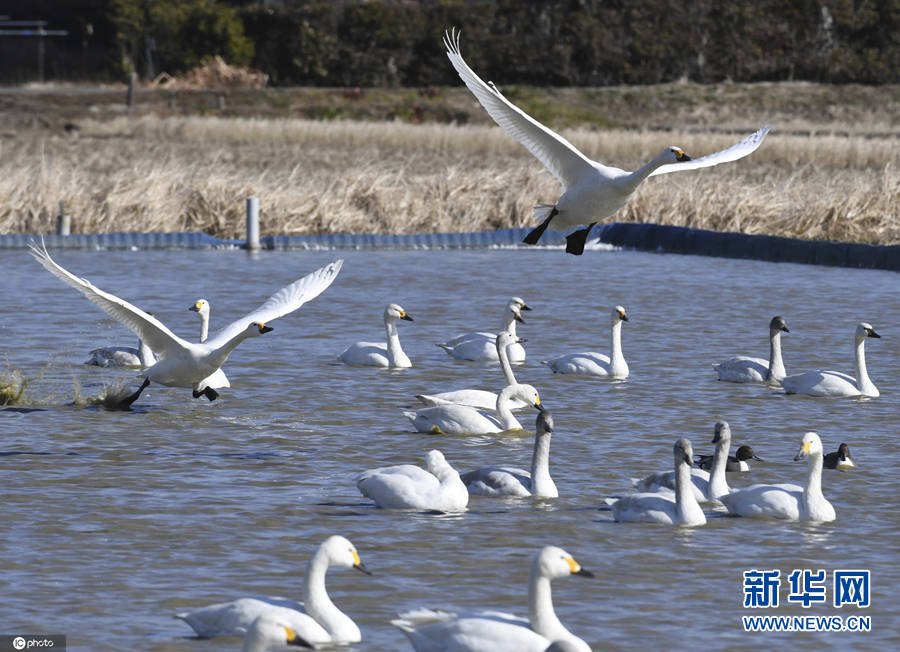 美丽的白天鹅迁徙到日本千叶县过冬