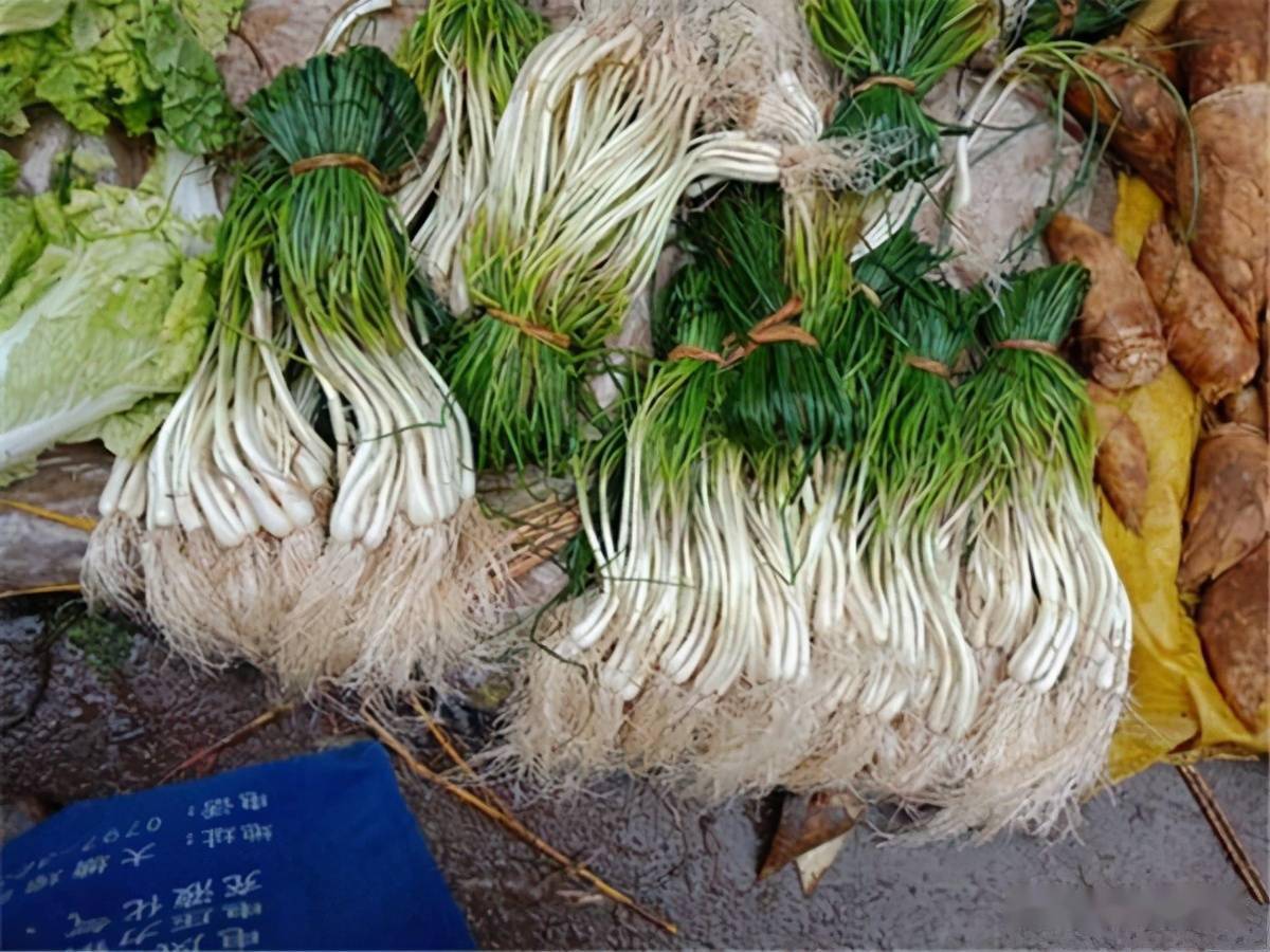 怎么种葱和大蒜 529f4e4270a5406a83f61b7785241006.jpeg