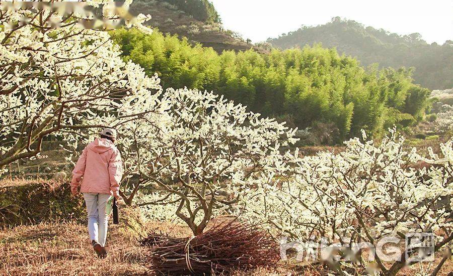 【李花穿越线】2月7周日| 提前报名更优惠！花期正盛，强势加推，徒步穿越吕田李花线，花如雪